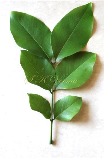  Leaf